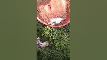 Lần đầu tiên trong đời mới thấy con cá to cỡ này #shorts