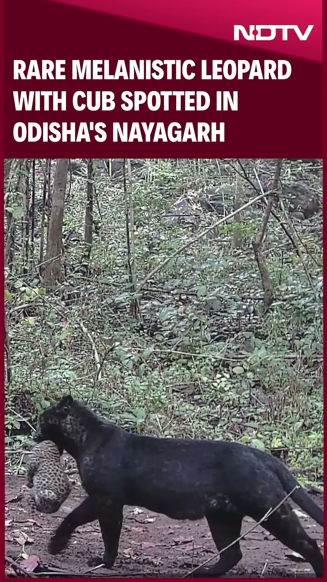 Rare Melanistic Leopard With Cub Spotted In Odisha's Nayagarh