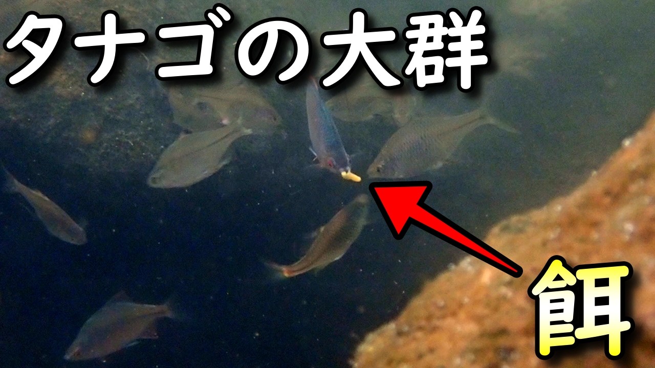 タナゴ釣り】タナゴの群れが凄すぎる。無数の魚影が渦巻くポイントに餌