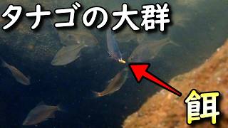 タナゴ釣り】タナゴの群れが凄すぎる。無数の魚影が渦巻くポイントに餌