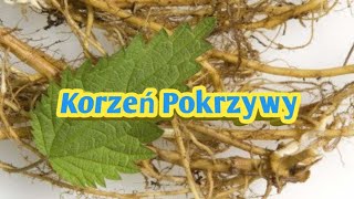 599. Korzeń Pokrzywy Prostata