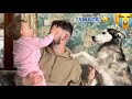 Baby SMACKS Dad, But Denies It &amp; Blames It On The Husky!😂.
