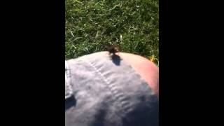 Wasp vs. iPhone