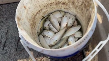 How To Catch LIVE BAIT With A Cast Net!