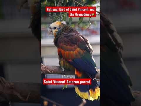 National Bird of Saint Vincent and the Grenadines 🇻🇨 / St. vincent Amazon parrot