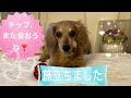 メラノーマとの闘いが終わり、チップ、旅立ちました! チップ、また会おうね❣️   2025年6月2日