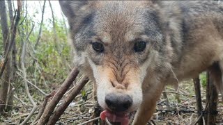 Поймал пару волков у привады, третий ушёл. Перегрыз петлю.