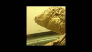 Crush Eating Crawfish