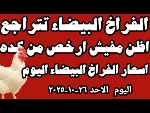 اسعار الفراخ البيضاء اليوم سعر الفراخ البيضاء اليوم الاحد ٢٦ ١٠ ٢٠٢٥ جمله وقطاعي في المحلات في مصر