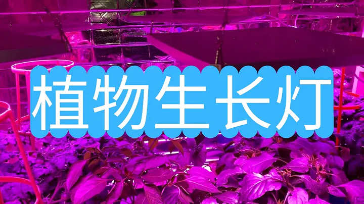 怎樣選擇植物生長燈，普通LED燈可以嗎？實際使用經驗分享。 - 天天要聞