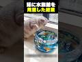 【 猫に水族館を用意した結果 🌸】