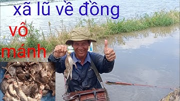 nước lũ đã về đồng lúa xiệt chuột ếch quá nhiều. làm gì nhậu đây ta