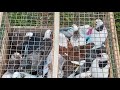 #Pigeons.Проверка пищалок.