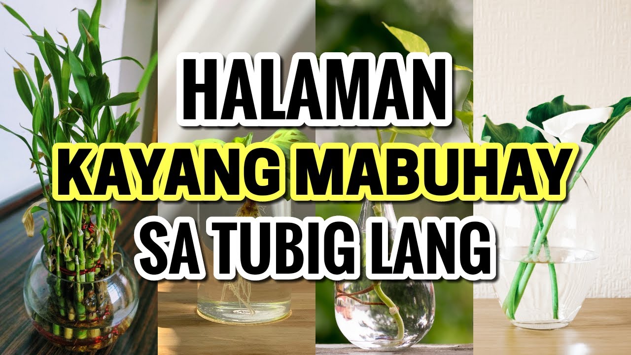 Linabuhayan Spring Top 10 Common Indoor Plants na Kayang Mabuhay sa Tubig - YouTube