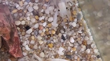 Cận cảnh tôm lột xác