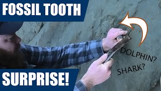 Fossil hunting adventure with a fossil tooth, crabs and some rock cutting!