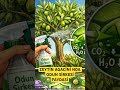 ZEYTİNİNE HİÇ SİNEK GELMESİN İSTİYORSAN!!! #zeytinağacı #shortsfeed #tarım #shorts #tarım
