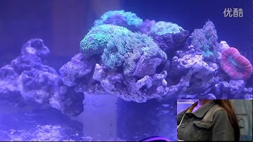 CTLite interview about G4 wifi control led aquarium light