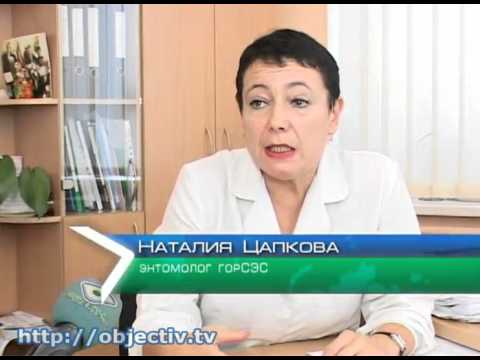 Медики советуют, как избежать укуса клеща