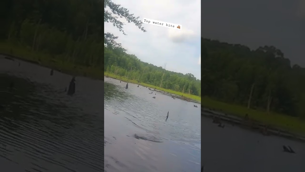 Top water buzz bait bite 😎🎣🎥 