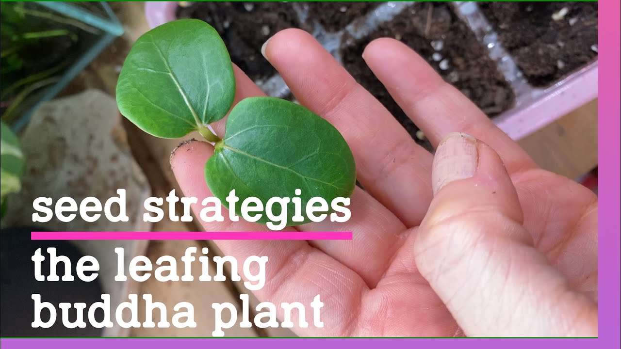 Buddha belly plant deals