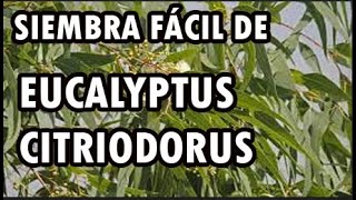 Eucalyptus citriodorus