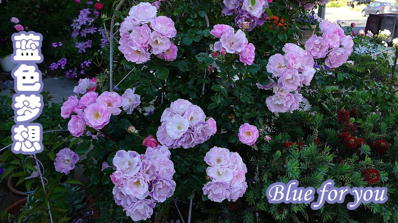 品种介绍之~蓝色梦想（My Rose Collection ~ Blue for you)