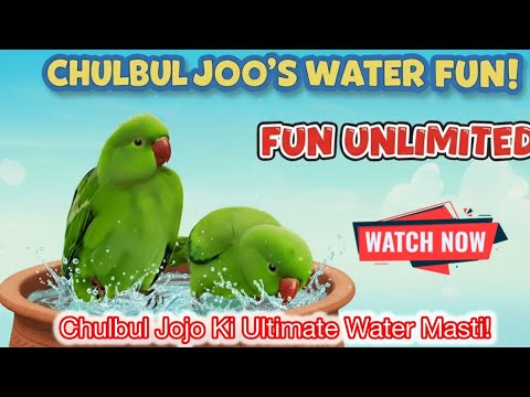 Chulbul Parrot का नहाने का Fun Time! 🦜💦 | Cute & Funny Bath Show | Evening 7 PM