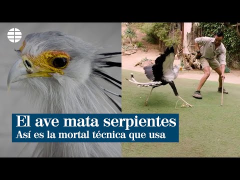 El ave mata serpientes: Así es la mortal técnica que utiliza esta rapaz
