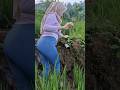 main di sawah bareng janda cantik #jandadesa #jandacantik #sawah #suasanapedesaan #gadisdesa