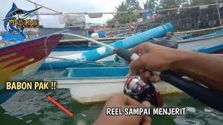 Kembali mancing!! Edyan tarikannya pak bikin reel fugu kenta 1000 menjerit II spot pelabuhan