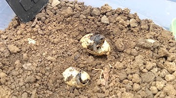 Eastern Box Turtle Eggs Hatching