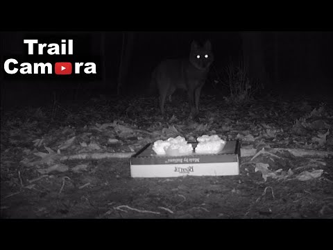 Trail Camera | Cheesecake Left in the Woods!!