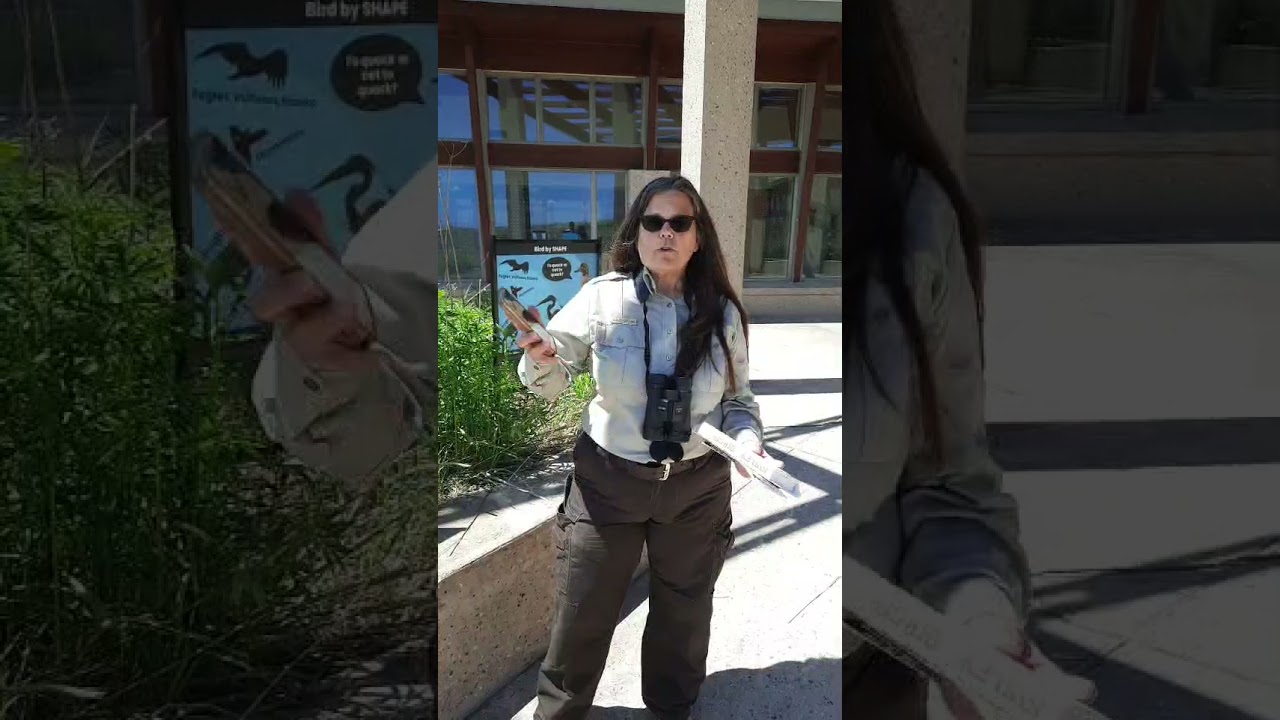 World Migratory Bird Day