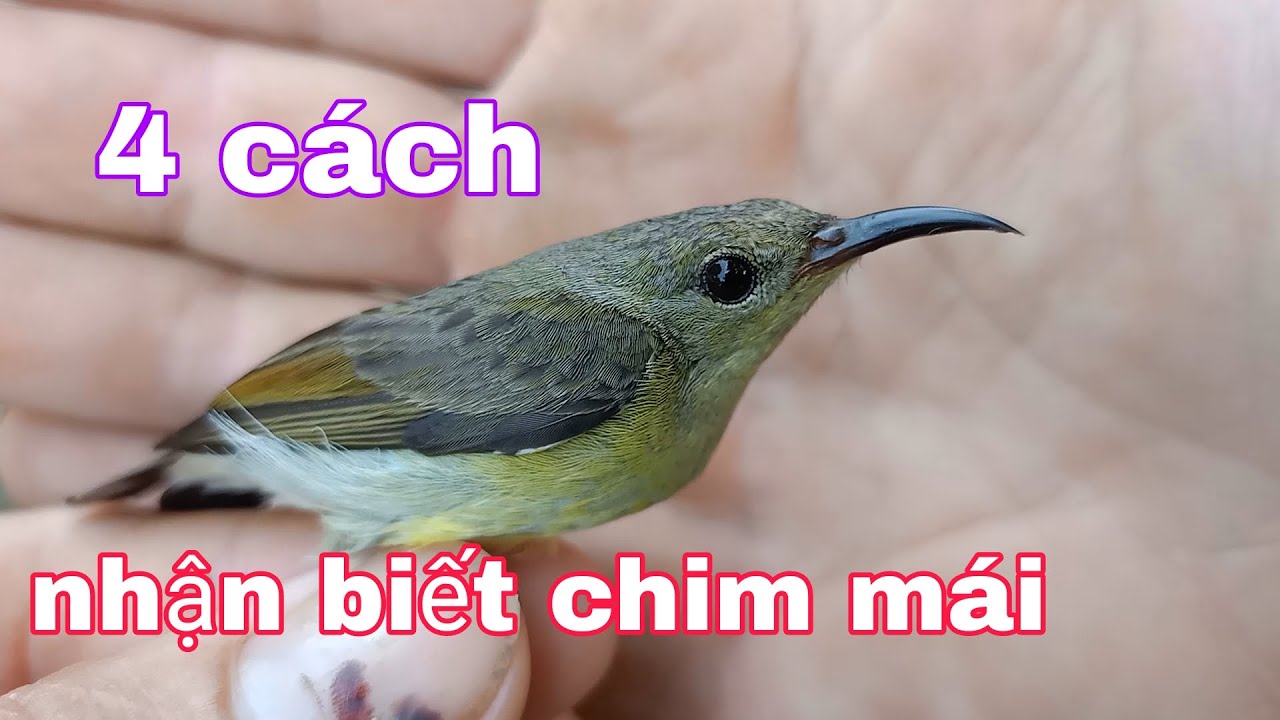 Bẫy Chim Hút Mật | 4 Cách Để Nhận Biết Chim 7 Màu Mái