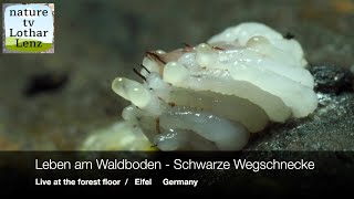 Leben Am Waldboden 10. Live At The Forest Floor. Eifel, Germany