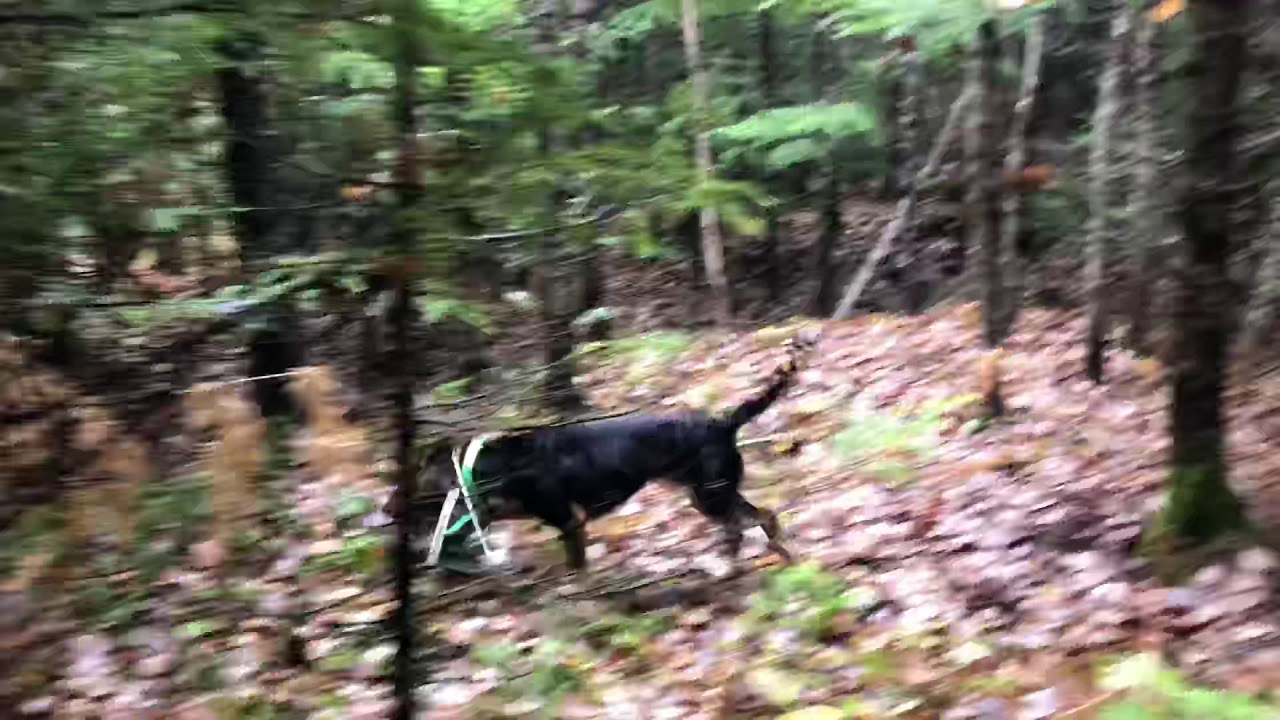 Maine snowshoe hare hunting at its finest. YouTube