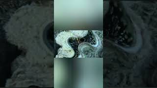 #diving #crab #catchthesea #seaside #seafood #fish #eel #lobster #seangsolofishing