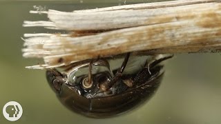 Nature's Scuba Divers: How Beetles Breathe Underwater | Deep Look