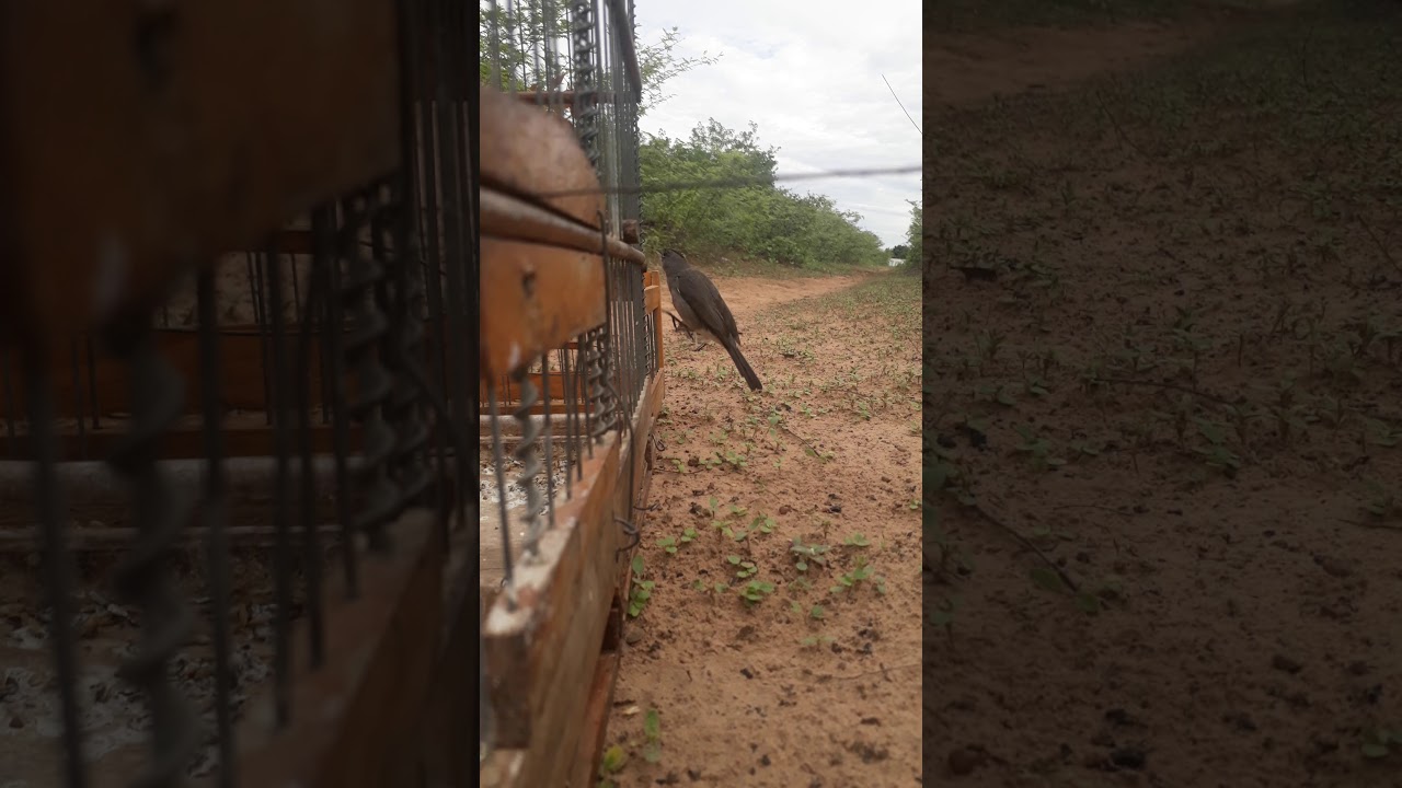 Femia de gravina boa