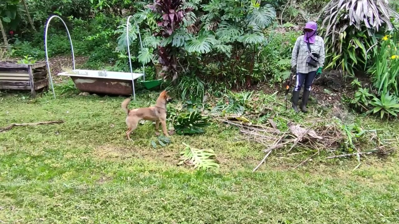 Harassed by Dingo at Blue Knob Nimbin