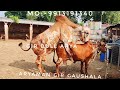 WORLD'S BEST Gir Gau Dhan| ARYAMAN GIR GAUSHALA