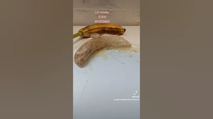 lab banana.