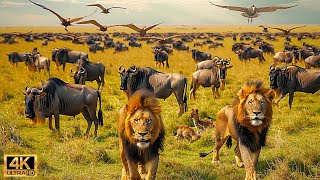 Our Planet | 4K African Wildlife  Great Migration from the Serengeti to the Maasai Mara #106