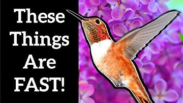 The Unbelievable Speed of a Hummingbird!