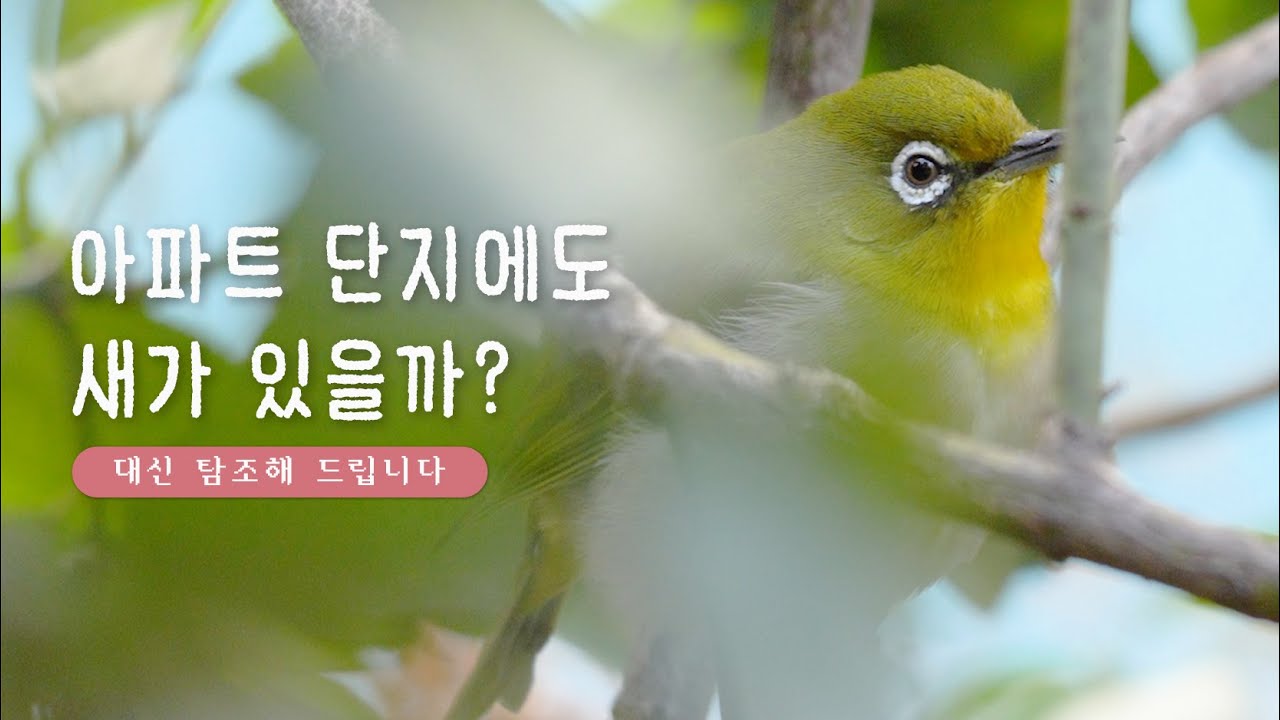 아파트 단지에서 볼 수 있는 새들🐦 | 대신 탐조해 드립니다 | 동박새, 노랑허리솔새, 오목눈이, 물까치, 쇠딱따구리, 직박구리, 박새...