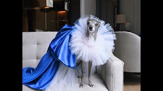 Day in the life of a Famous Dog at New York Fashion Week! Tika the iggy by tika the iggy 2,687 views 1 year ago 1 minute, 7 seconds