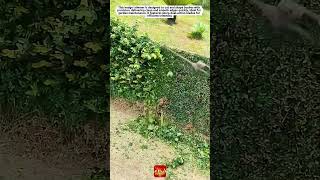 EXTREMELY SATISFYING Hedge Trimming Machine | Perfect Garden Edge Cutting Tool