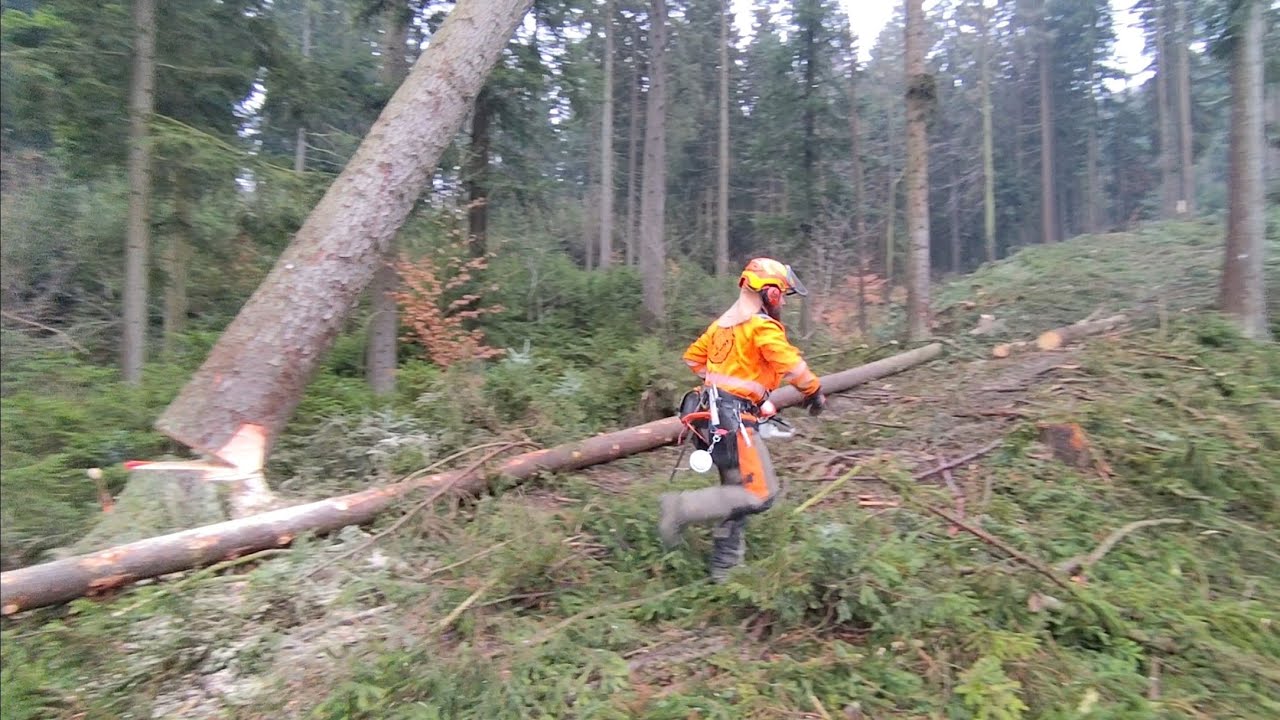 Krásné stromy musí pryč, aby vyrostly nové 598-2025.