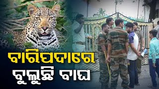 Leopard strays into residential area in Odisha’s Baripada, locals panic
